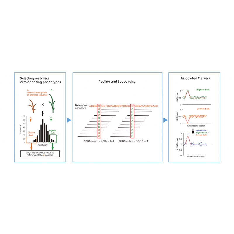 18 Years Factory Transcriptome Analysis Methods -
 Bulked Segregant analysis – Biomarker