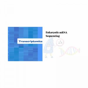 Short Lead Time for Bioinformatics Cost -
 Eukaryotic mRNA sequencing – Illumina – Biomarker