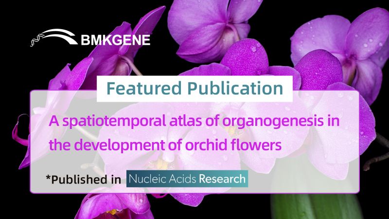 Featured Publication–A spatiotemporal atlas of organogenesis in the development of orchid flowers