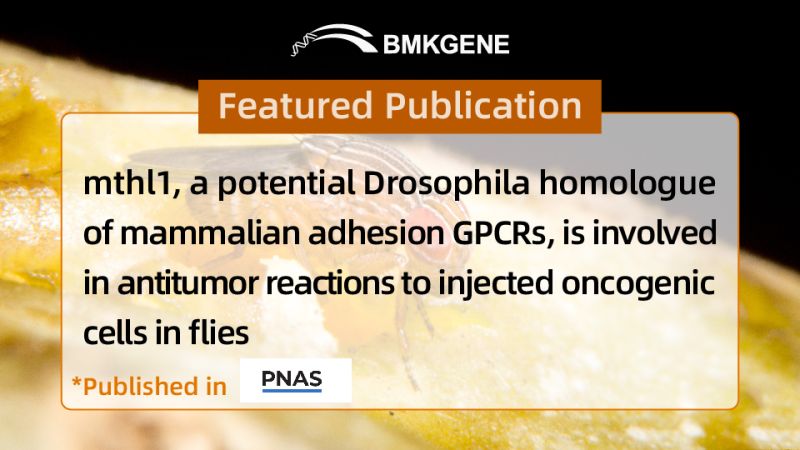 Featured Publication—a potential Drosophila homologue of mammalian adhesion GPCRs, is involved in antitumor reactions to injected oncogenic cells in flies, which was published in PNAS, mthl1
