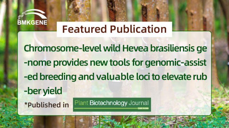 Featured Publication—Chromosome-level Wild Hevea brasiliensis Genome: Empowering Genomic-Assisted Breeding and Unearthing Vital Loci for Elevated Rubber Yield