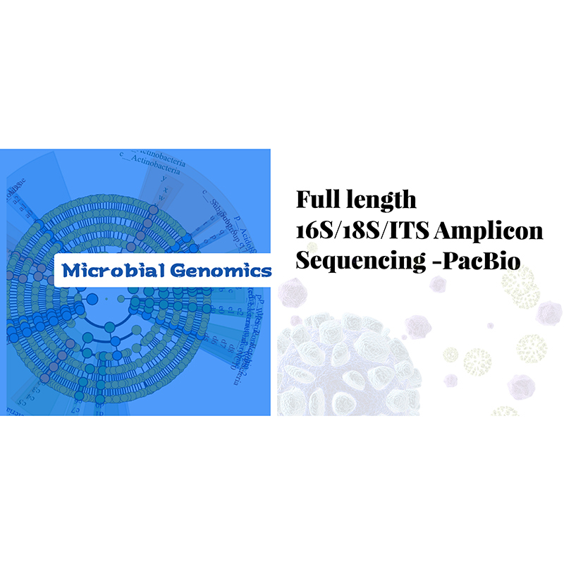 Hot sale Factory Genomics Service -
 16S/18S/ITS Amplicon Sequencing -PacBio – Biomarker