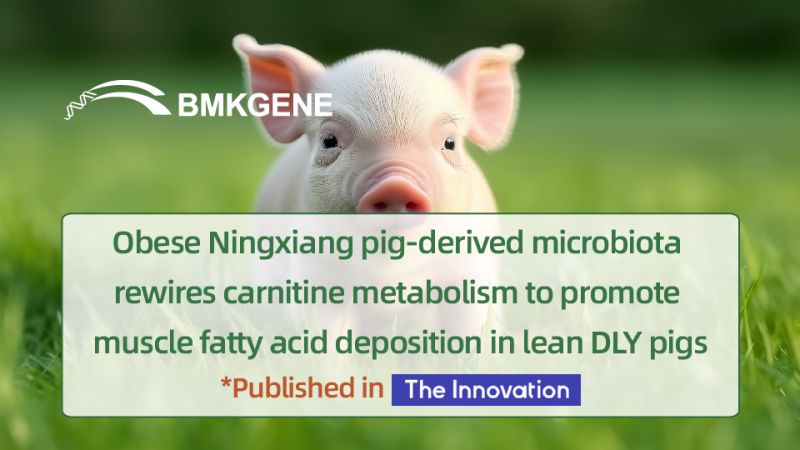 Featured Publication—Obese Ningxiang pig-derived microbiota rewires carnitine metabolism to promote muscle fatty acid deposition in lean DLY pigs