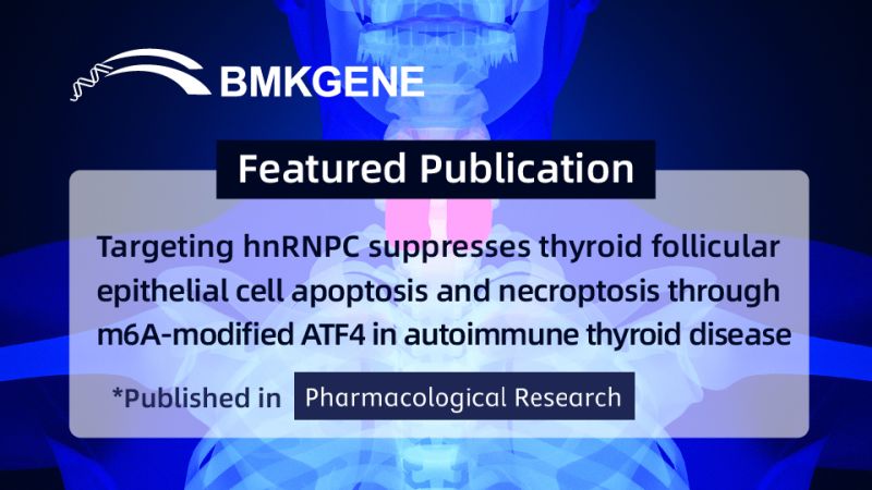 Featured Publication—Targeting hnRNPC suppresses thyroid follicular epithelial cell apoptosis and necroptosis through m6A-modified ATF4 in autoimmune thyroid disease