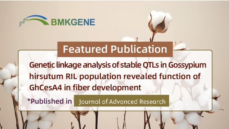 Featured Publication—Genetic linkage analysis of stable QTLs in Gossypium hirsutum RIL population revealed function of GhCesA4 in fiber development