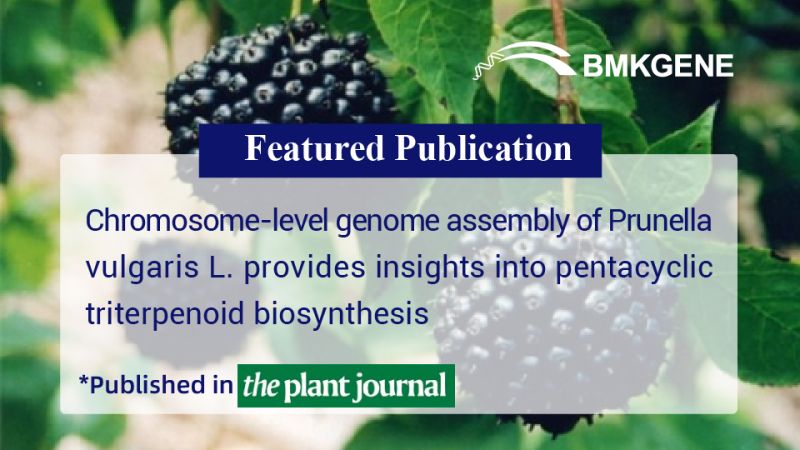 Featured Publication-Chromosome-level genome assembly of Prunella vulgaris L. provides insights into pentacyclic triterpenoid biosynthesis