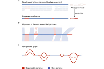 Pan-genome studies provide deep and full genetic views of a species