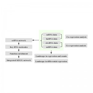 Hot sale Factory Mrna Seq Provider -
 Whole transcriptome sequencing – Illumina – Biomarker