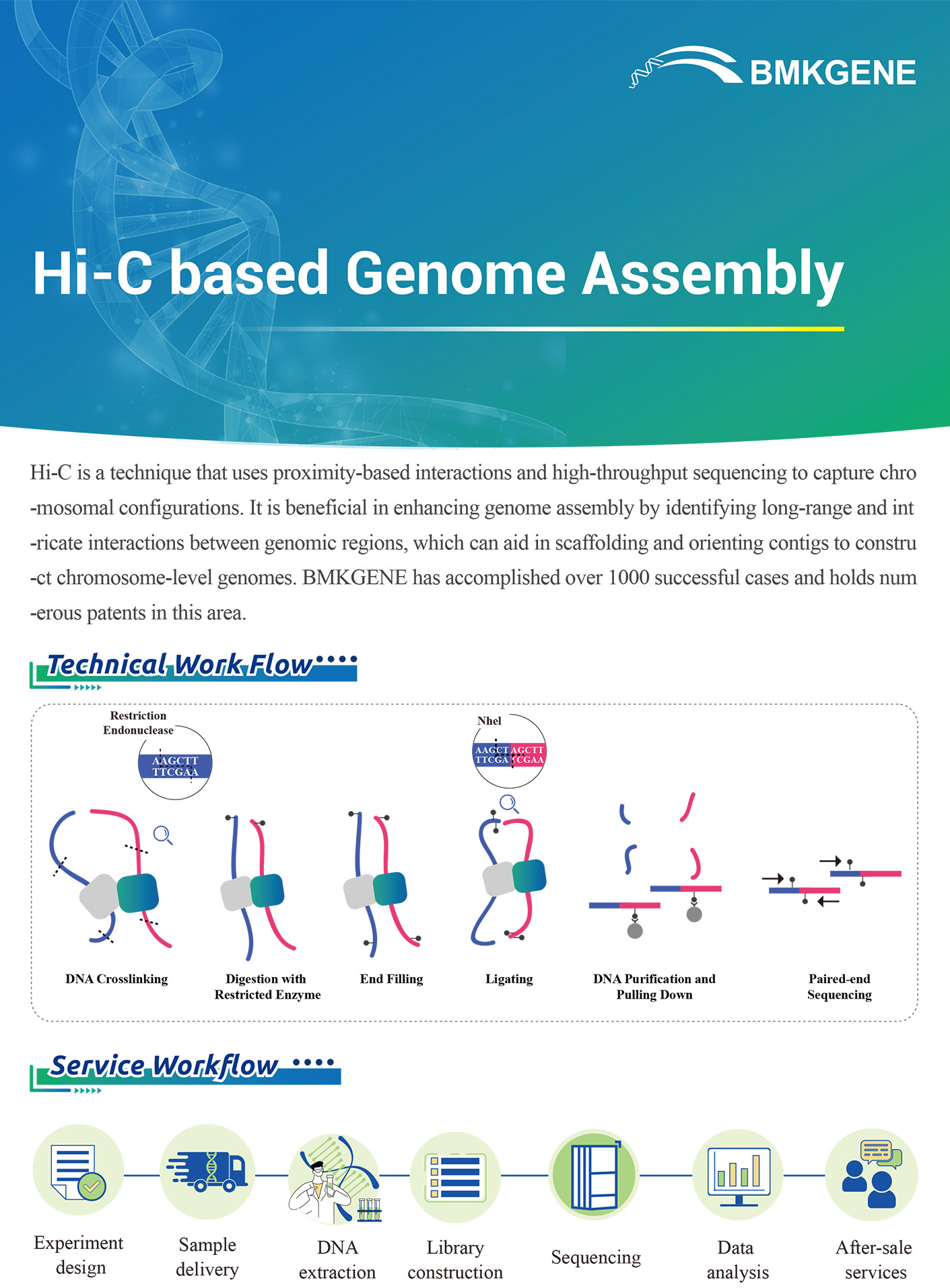 http://www.bmkgene.com/uploads/Hi-C-based-Genome-Assembly-BMKGENE-2310.pdf