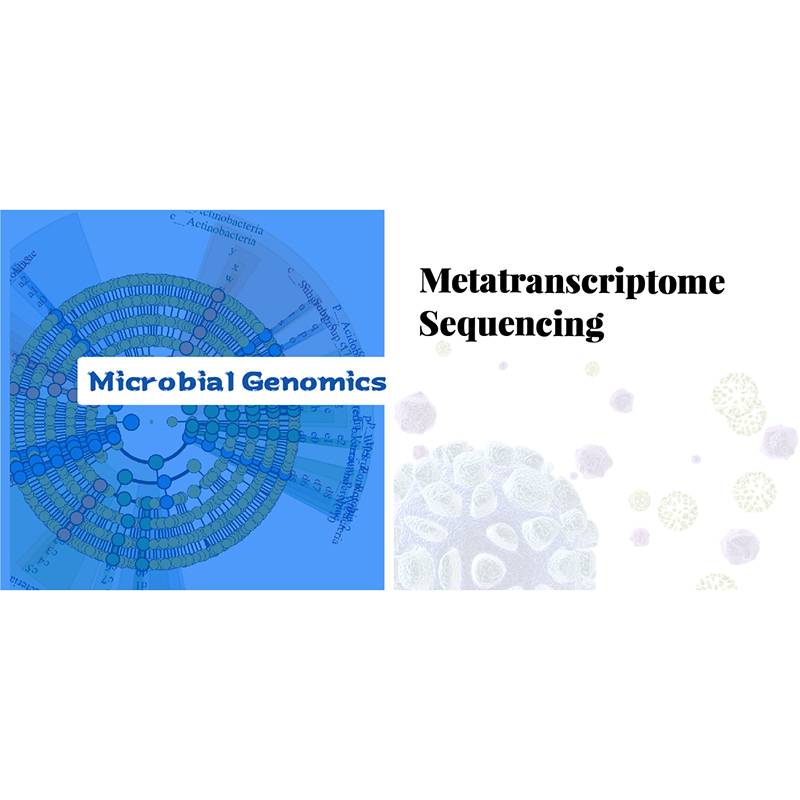 Special Design for Gwas -
 Metatranscriptome Sequencing – Biomarker
