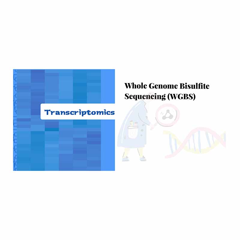 China wholesale Bioinformatics Provider -
 Whole genome bisulﬁte sequencing – Biomarker