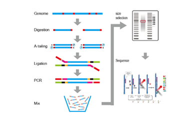 Application of Specific-locus amplified fragment sequencing(SLAF-Seq) in genetic marker discovery