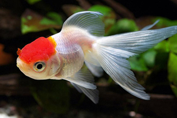 The evolutionary origin and domestication history of goldfish (Carassius auratus)