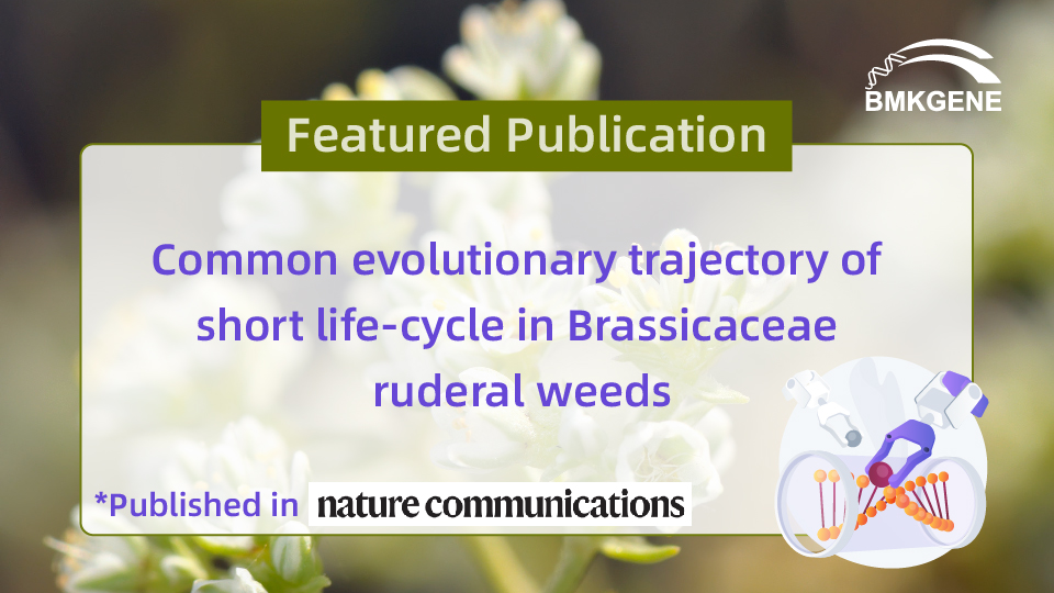 Featured Publication–Common evolutionary trajectory of short life-cycle in Brassicaceae ruderal weeds