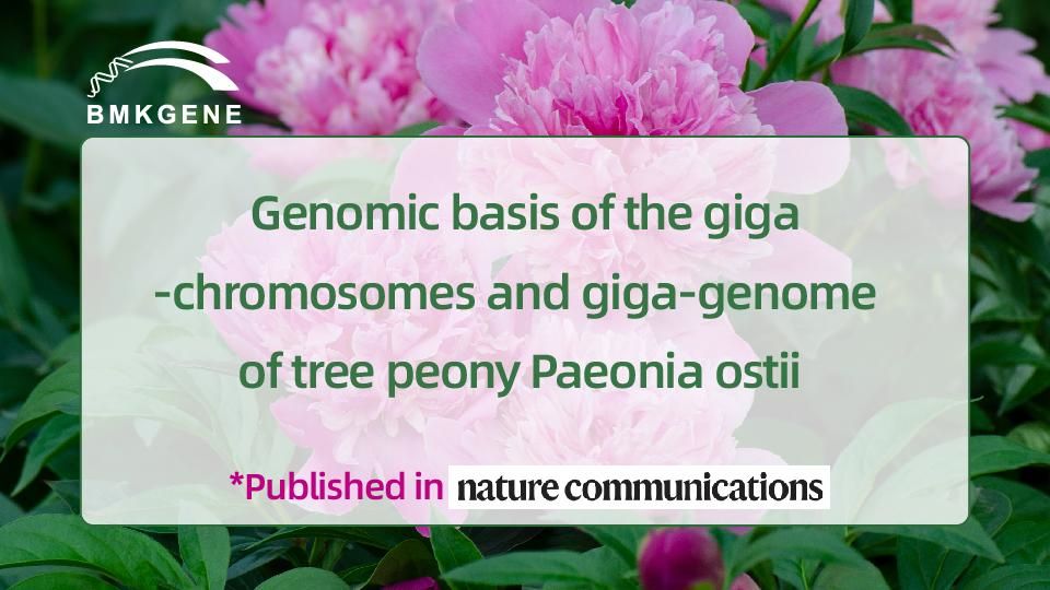 Featured Publication–Genomic basis of the giga-chromosomes and giga-genome of tree peony Paeonia ostii