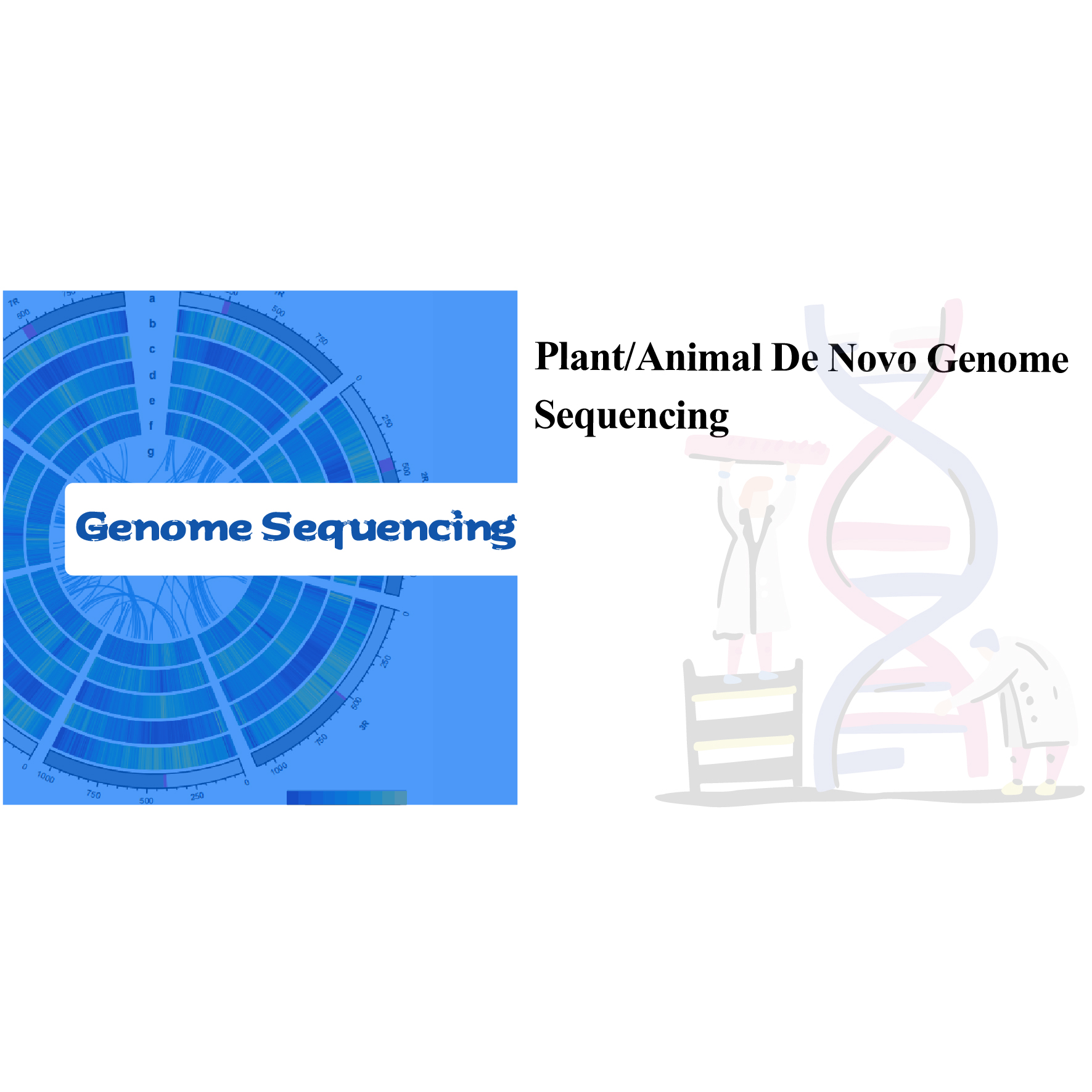 Plant/Animal De Novo Genome Sequencing