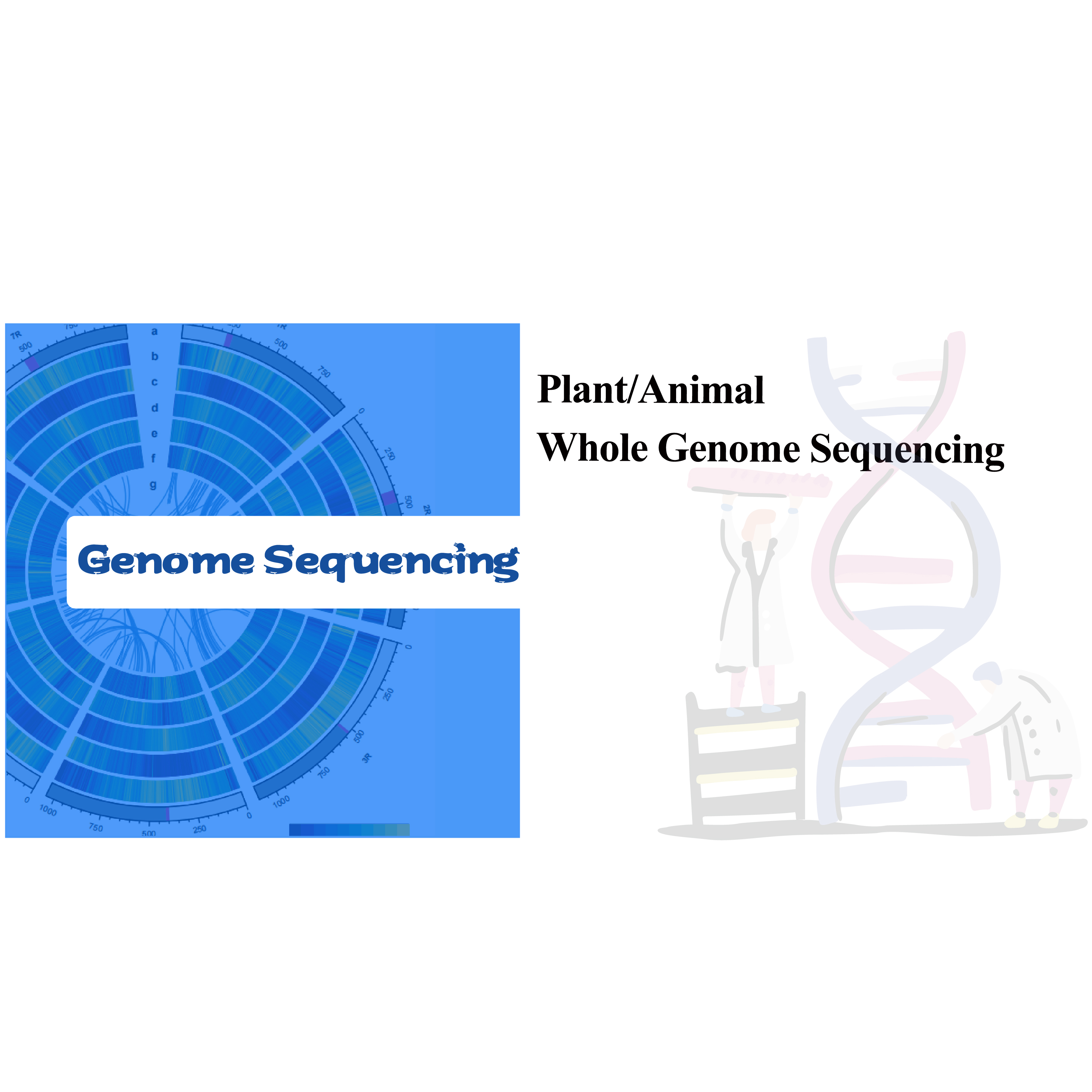 Plant/Animal Whole Genome Sequencing
