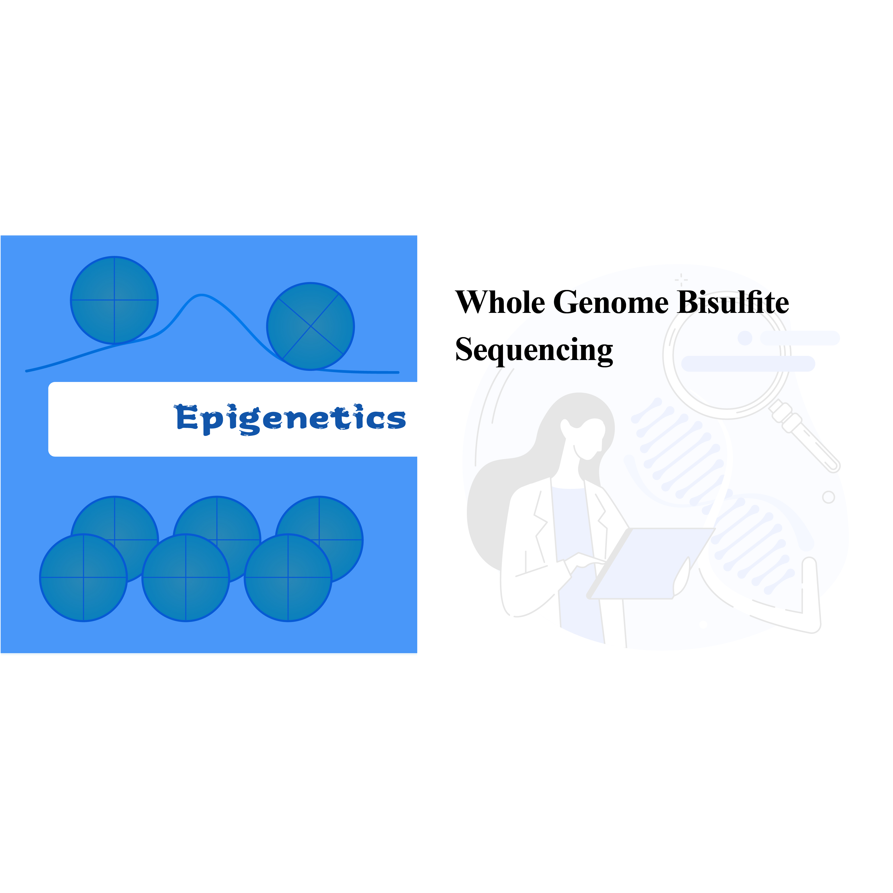 Whole genome bisulﬁte sequencing(WGBS)