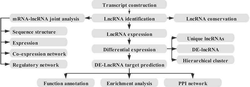 CircRNA-sequencing-analysis-workflow
