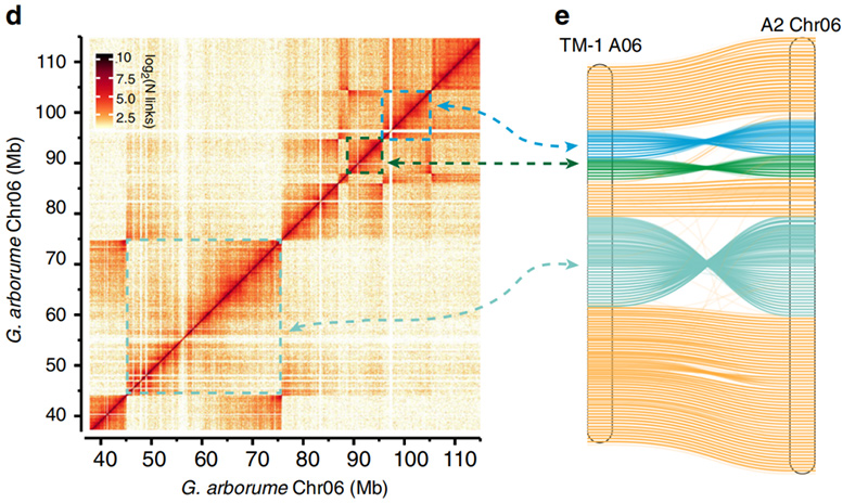 4Hi-C-heatmap-facilitate-revealing-of-inversions-between-genomes