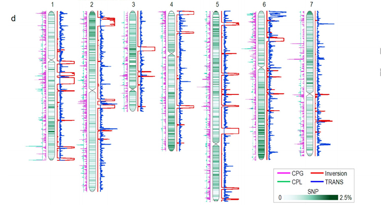 82 Fergelykjende-genomika-analyzes-tusken-BT-en-OB