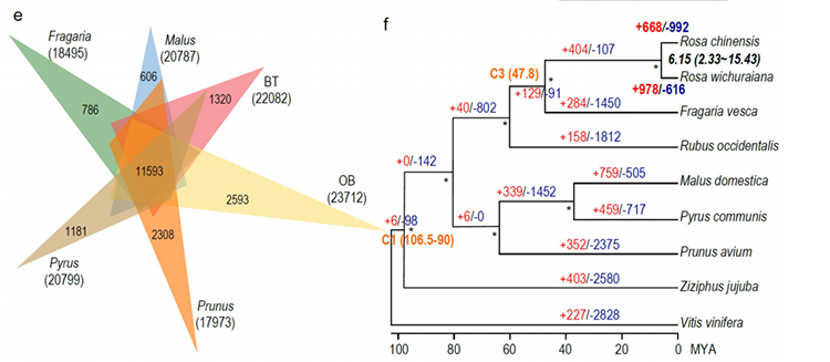 83 Fergelykjende-genomika-analyzes-tusken-BT-en-OB