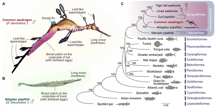 Fig.-1.-Key-features-of-the-common-seadragon-P.-taeniolatus-and-the-alligator-pipefish-S