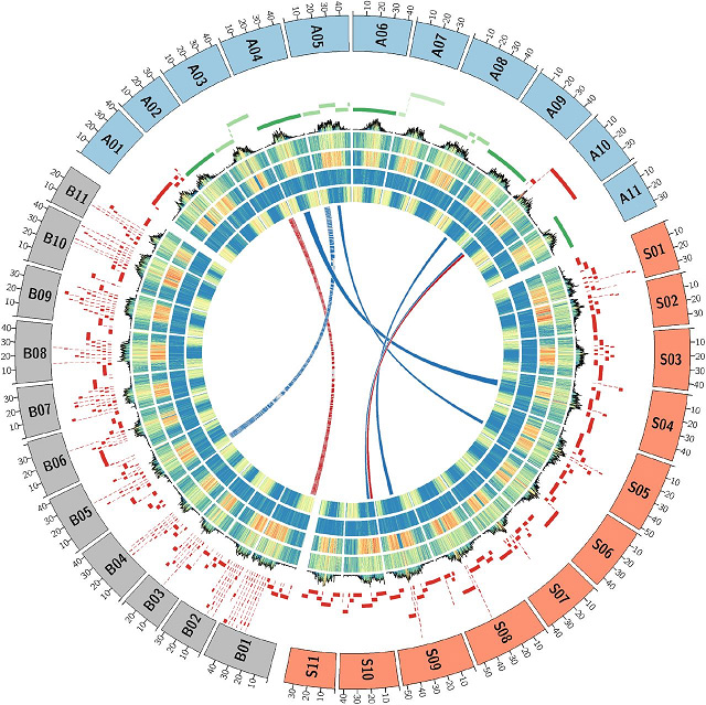 Figure-Musa-genomes-architecture-comparison