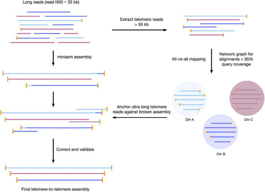 Figura-flujo-de-trabajo-para-ensamblaje-del-genoma-de-telómero-a-telómero-1-1024x740