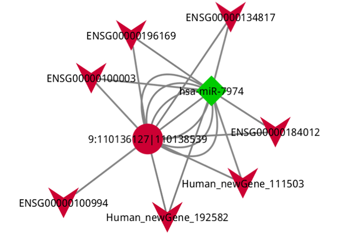 ceRNA-Network-based-DE-circRNA-miRNA-mRNA-Interactions