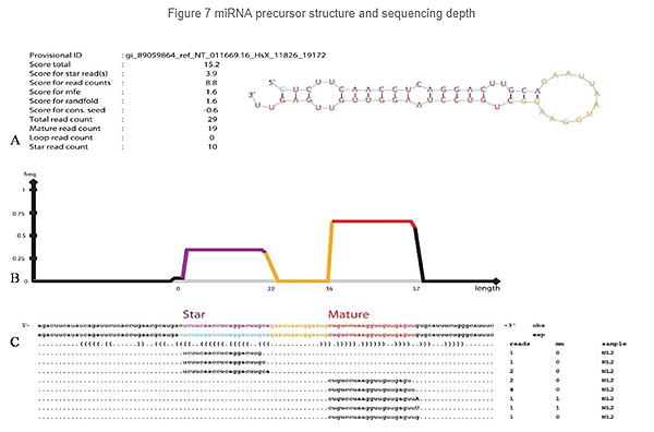 miRNA-foarrinner-struktuer-en-sequencing-djipte